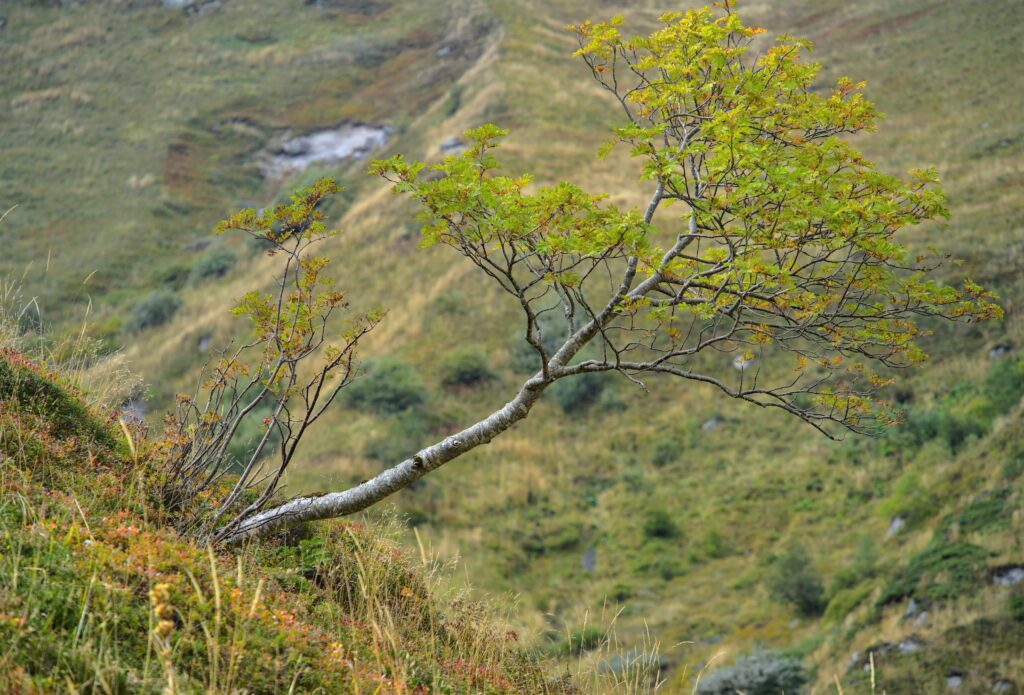 Vallée de Chaudefour - massif du Sancy