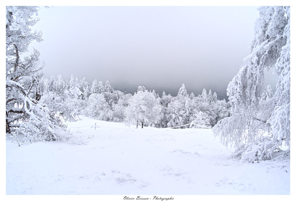 hiver neige montagne auvergne forez sapin arbre